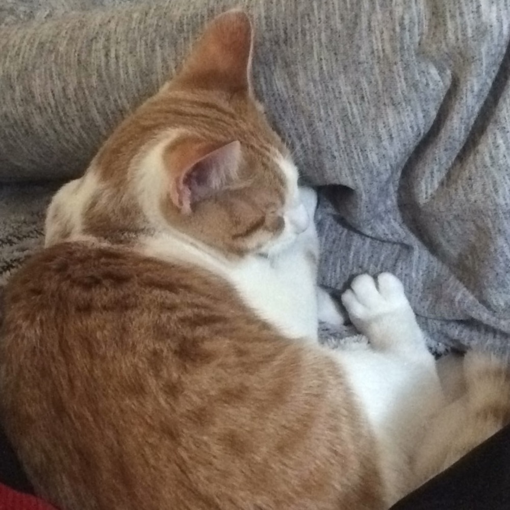 Meet your Posher, Jenn